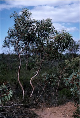 APII jpeg image of Eucalyptus kessellii  © contact APII