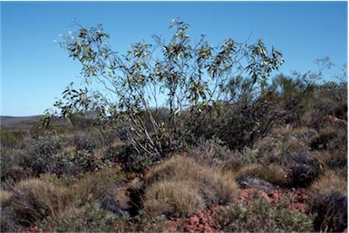 APII jpeg image of Eucalyptus lansdowneana  © contact APII