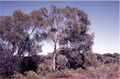 APII jpeg image of Corymbia lenziana  © contact APII