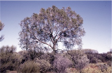 APII jpeg image of Corymbia lenziana  © contact APII