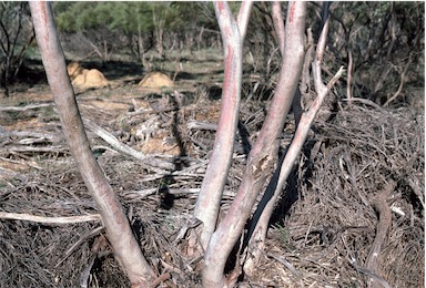 APII jpeg image of Eucalyptus leptophylla  © contact APII