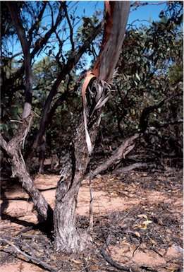 APII jpeg image of Eucalyptus leptophylla  © contact APII