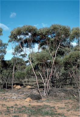 APII jpeg image of Eucalyptus leptophylla  © contact APII