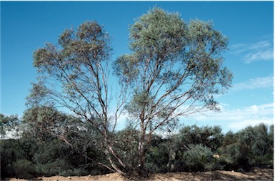 APII jpeg image of Eucalyptus leptopoda  © contact APII