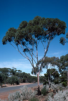 APII jpeg image of Eucalyptus lesouefii  © contact APII