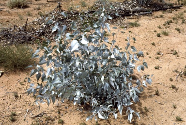 APII jpeg image of Eucalyptus loxophleba subsp. supralaevis  © contact APII