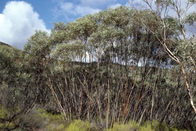 APII jpeg image of Eucalyptus sp. Flinders Ranges  © contact APII