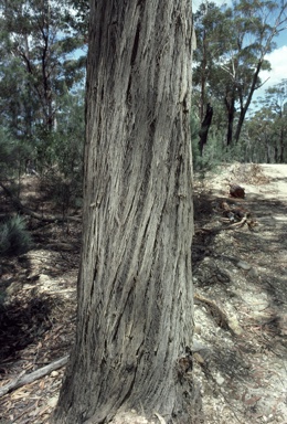 APII jpeg image of Eucalyptus agglomerata  © contact APII