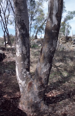 APII jpeg image of Eucalyptus bancroftii  © contact APII