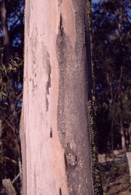 APII jpeg image of Eucalyptus punctata  © contact APII