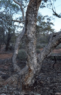 APII jpeg image of Eucalyptus canescens  © contact APII