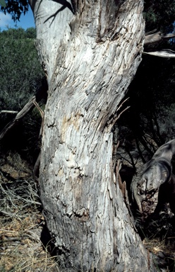 APII jpeg image of Eucalyptus cosmophylla  © contact APII