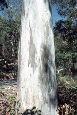 APII jpeg image of Eucalyptus deanei  © contact APII