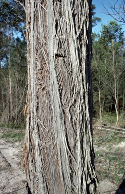 APII jpeg image of Eucalyptus globoidea  © contact APII