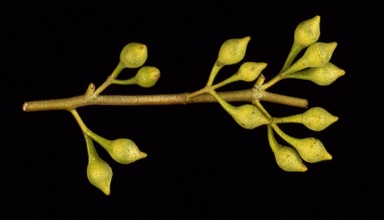 APII jpeg image of Eucalyptus leucoxylon subsp. leucoxylon  © contact APII