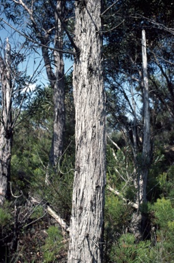 APII jpeg image of Eucalyptus ligustrina  © contact APII