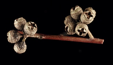 APII jpeg image of Eucalyptus elliptica  © contact APII