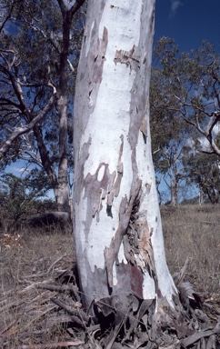 APII jpeg image of Eucalyptus elliptica  © contact APII