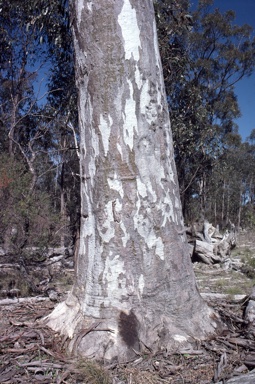 APII jpeg image of Eucalyptus michaeliana  © contact APII