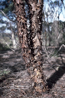 APII jpeg image of Eucalyptus melanophitra  © contact APII