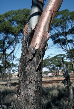 APII jpeg image of Eucalyptus myriadena  © contact APII