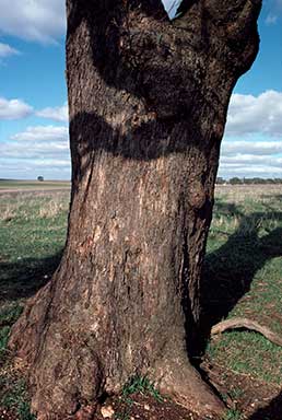 APII jpeg image of Eucalyptus odorata  © contact APII