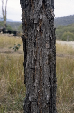 APII jpeg image of Eucalyptus ophitica  © contact APII