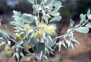 APII jpeg image of Eucalyptus orbifolia  © contact APII