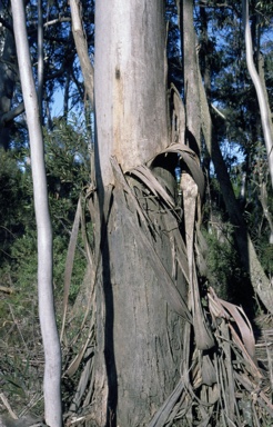 APII jpeg image of Eucalyptus oreades  © contact APII