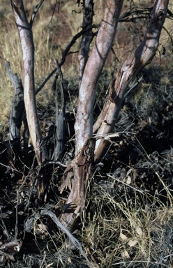 APII jpeg image of Eucalyptus pachyphylla  © contact APII