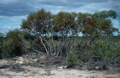 APII jpeg image of Eucalyptus perangusta  © contact APII