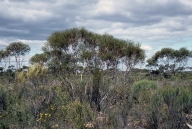 APII jpeg image of Eucalyptus perangusta  © contact APII