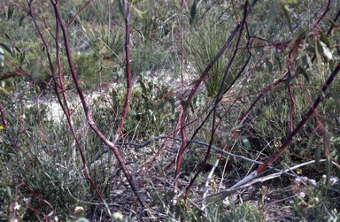 APII jpeg image of Eucalyptus pendens  © contact APII