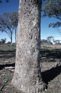 APII jpeg image of Eucalyptus populnea  © contact APII