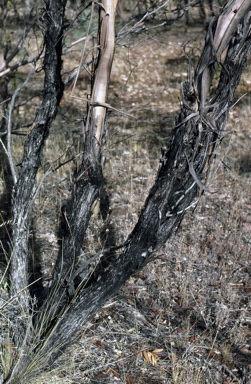 APII jpeg image of Eucalyptus porosa  © contact APII