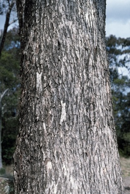 APII jpeg image of Eucalyptus quadrangulata  © contact APII