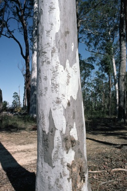 APII jpeg image of Eucalyptus racemosa  © contact APII