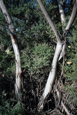 APII jpeg image of Eucalyptus rugosa  © contact APII