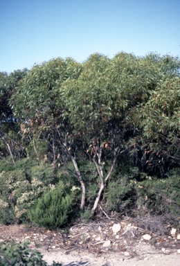 APII jpeg image of Eucalyptus rugosa  © contact APII