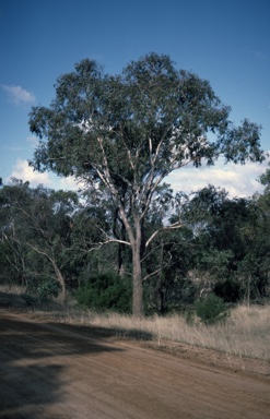 APII jpeg image of Eucalyptus rudis  © contact APII