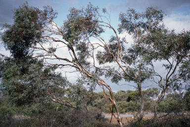 APII jpeg image of Eucalyptus neutra  © contact APII