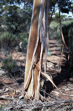 APII jpeg image of Eucalyptus sheathiana  © contact APII