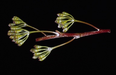 APII jpeg image of Eucalyptus stenostoma  © contact APII