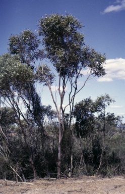 APII jpeg image of Eucalyptus tumida  © contact APII