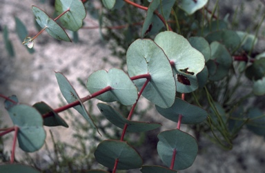 APII jpeg image of Eucalyptus uncinata  © contact APII