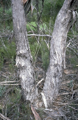 APII jpeg image of Eucalyptus uncinata  © contact APII