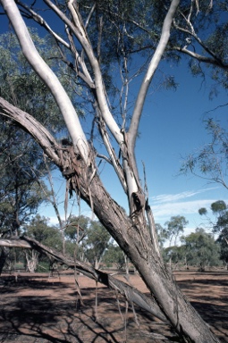 APII jpeg image of Eucalyptus viridis  © contact APII