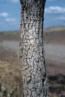 APII jpeg image of Corymbia abbreviata  © contact APII