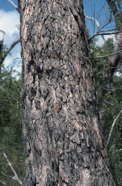 APII jpeg image of Corymbia abergiana  © contact APII