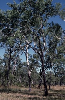 APII jpeg image of Eucalyptus acroleuca  © contact APII